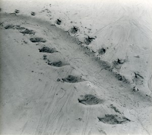 Alfred Ehrhardt Spur eines Seehundes  1930er/40er Jahre, Silbergelatineabzug, 17,8 x 20,1 cm © Alfred Ehrhardt Stiftung